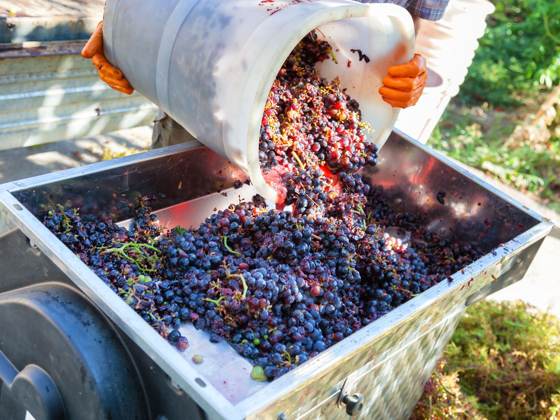 making wine with red grapes