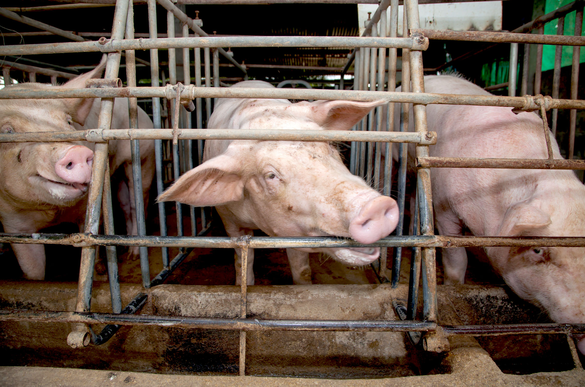 Ag-Gag Laws Help Hide Animal Abuse - FoodPrint