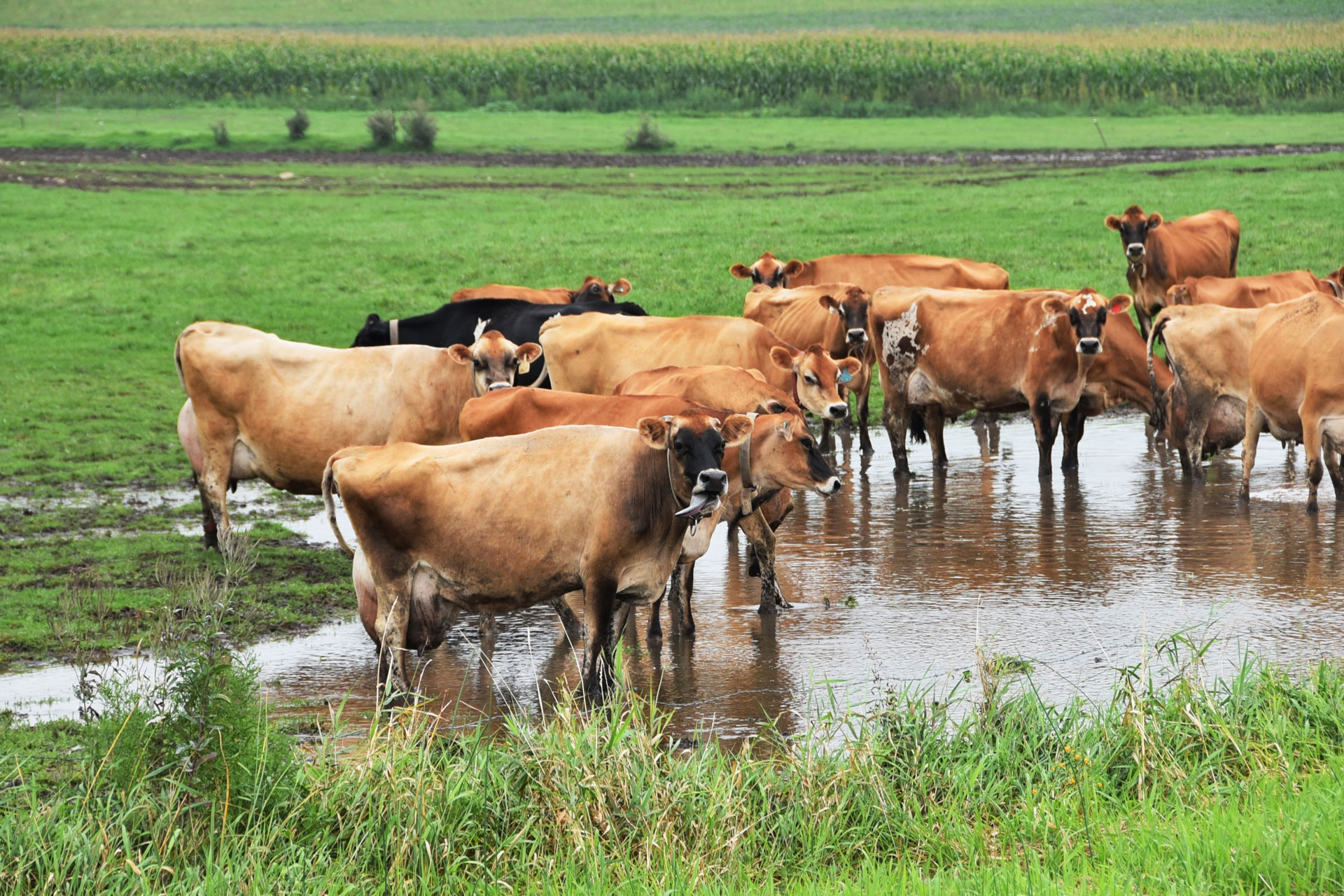 Cows in water