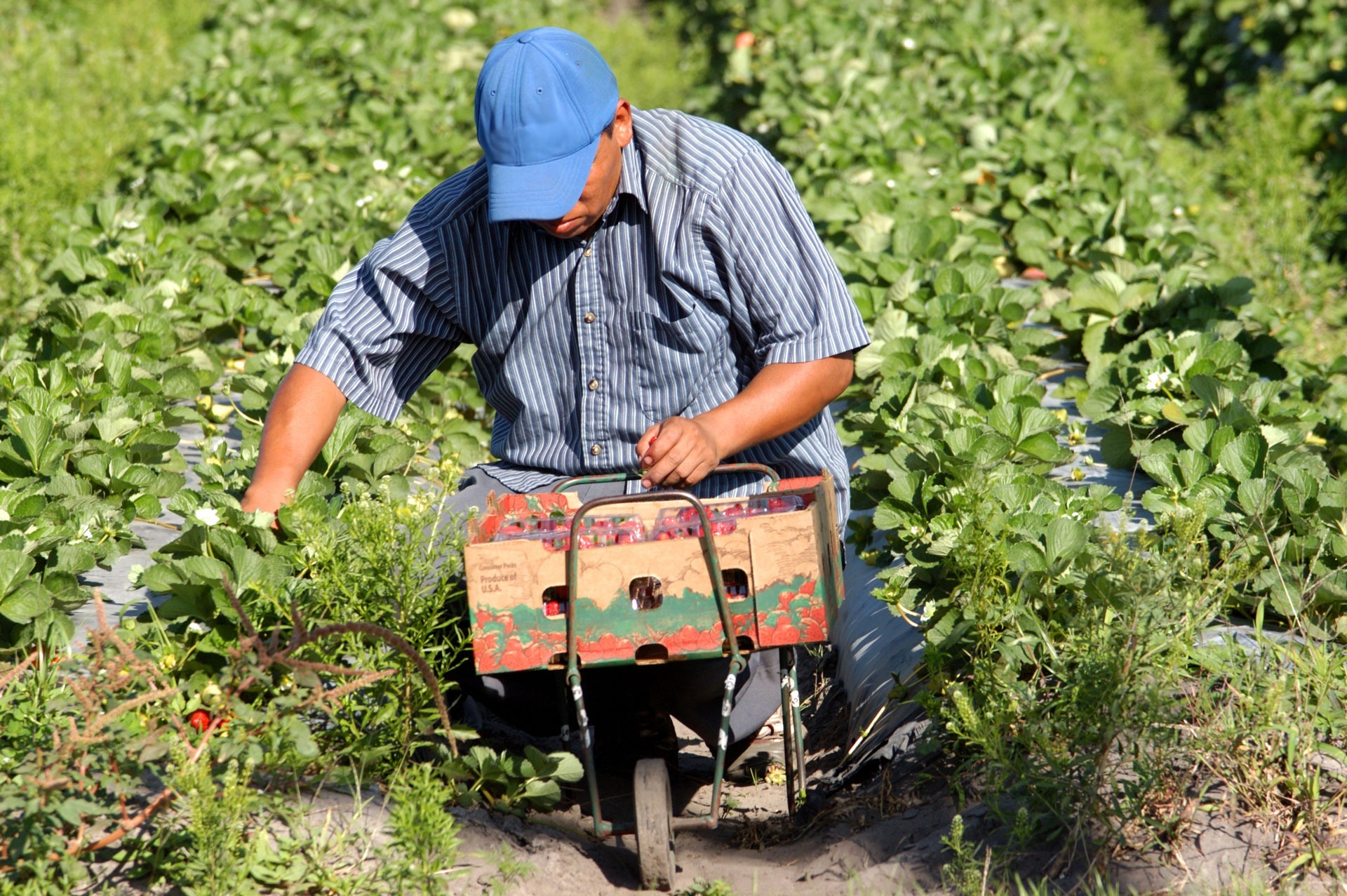 Worker picking strawberries