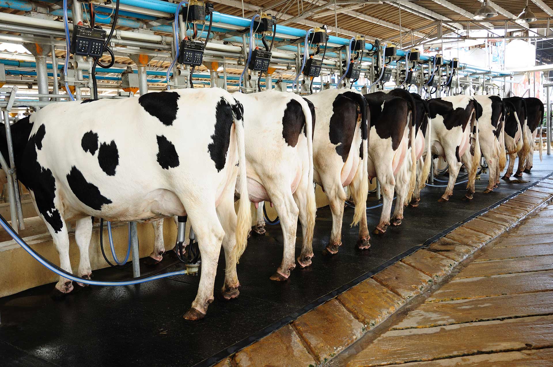 Dairy Cows Are Slaughtered