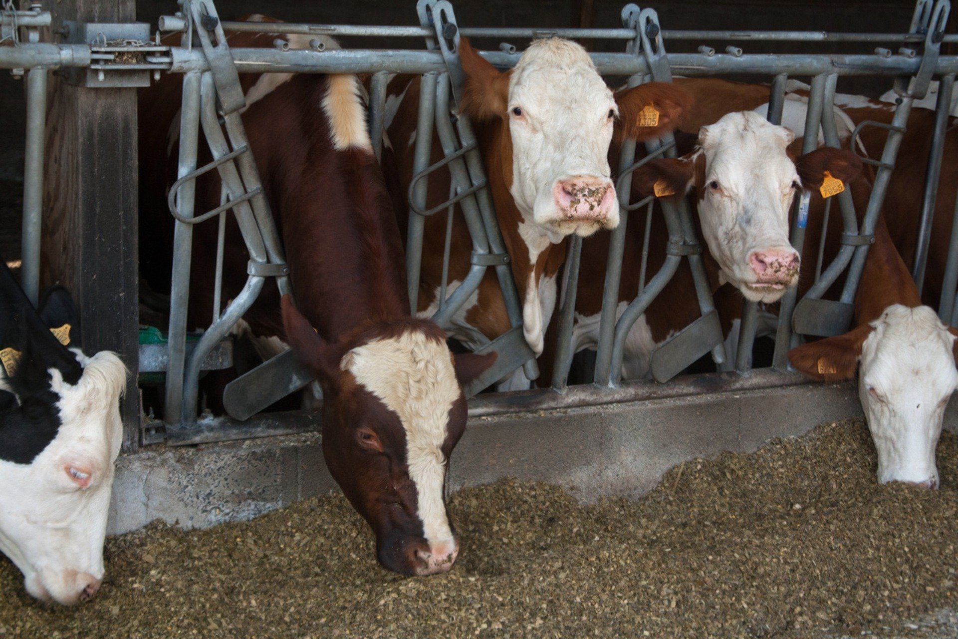 Hundreds of Community Organizations Press for Nationwide Moratorium on  CAFOs - FoodPrint