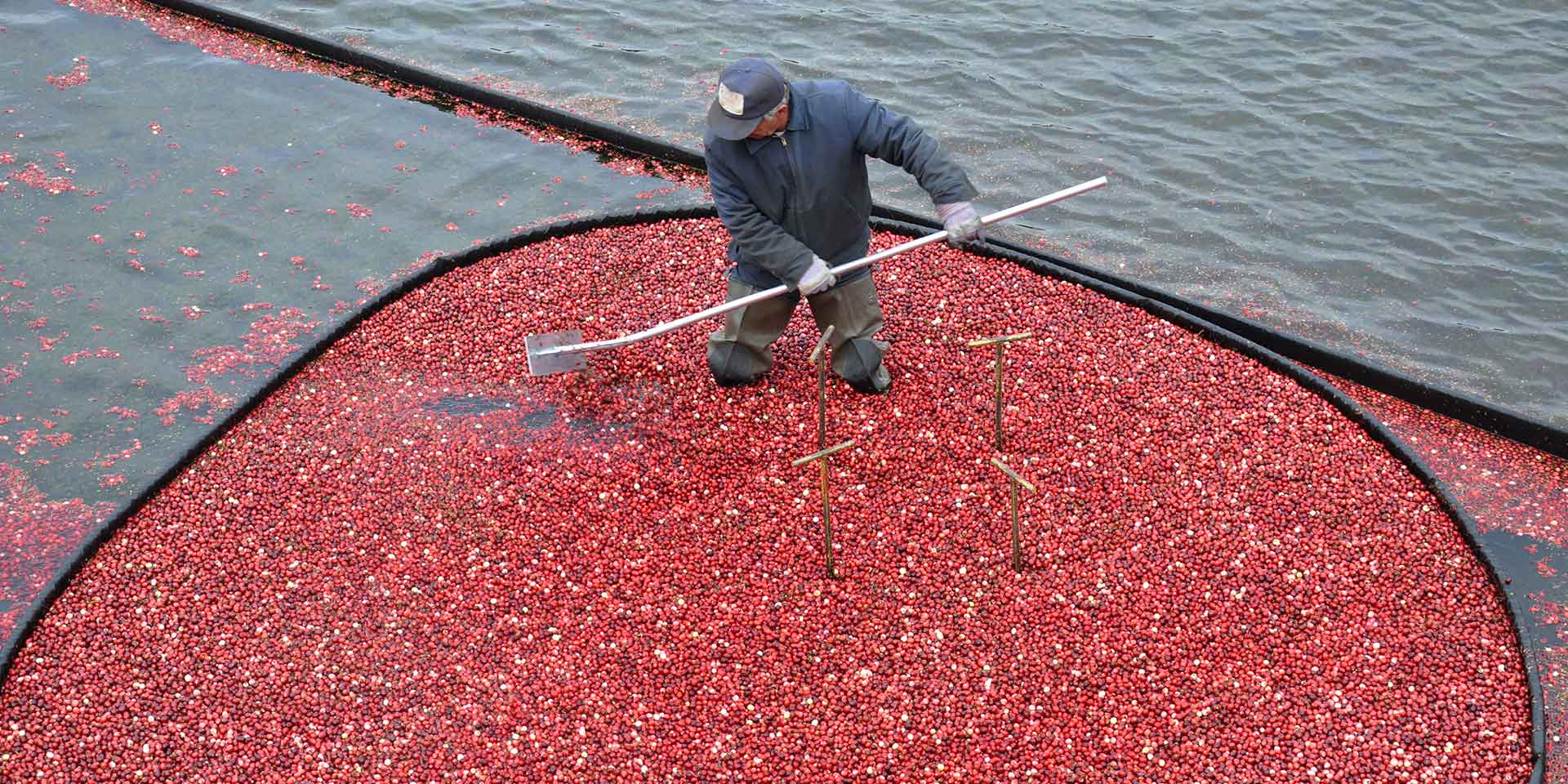 The Uncertain Future of Cranberry Growing FoodPrint