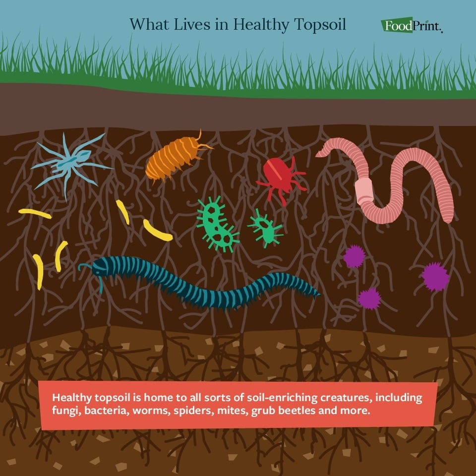 soil-organisms-presentation-1-youtube