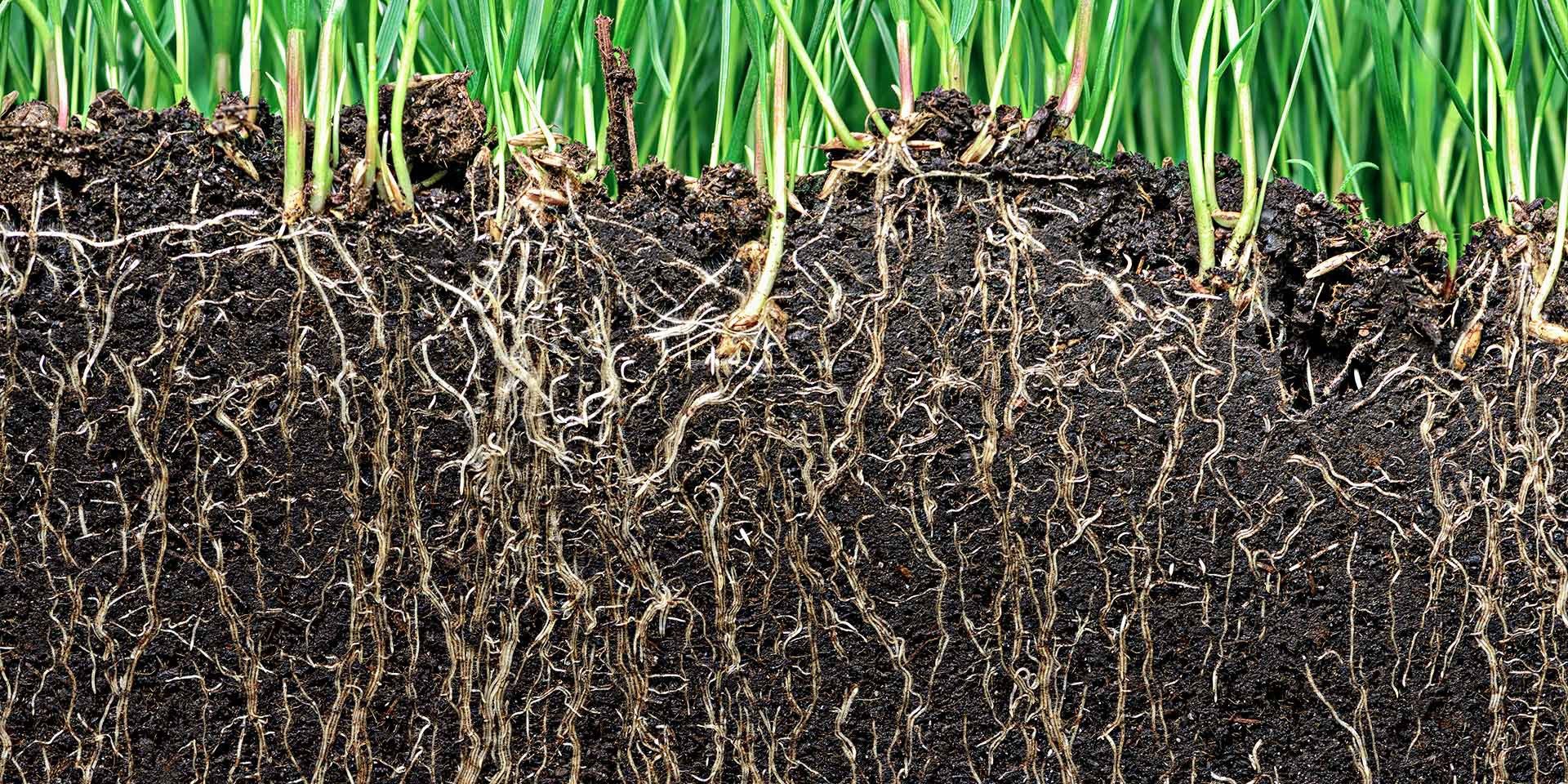 What Is A Different Word For Soil