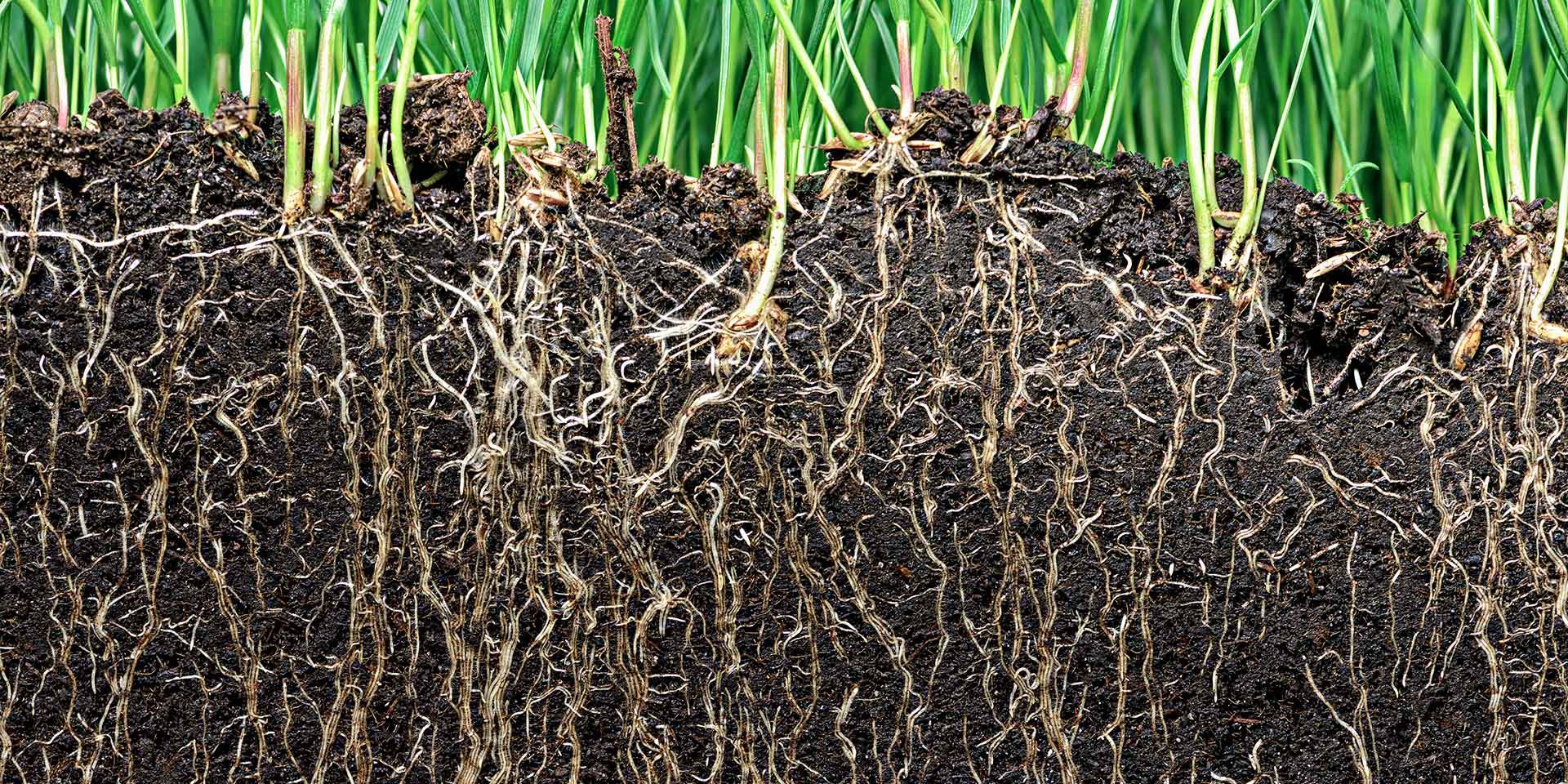 The Importance Of Soil For Climate Change FoodPrint