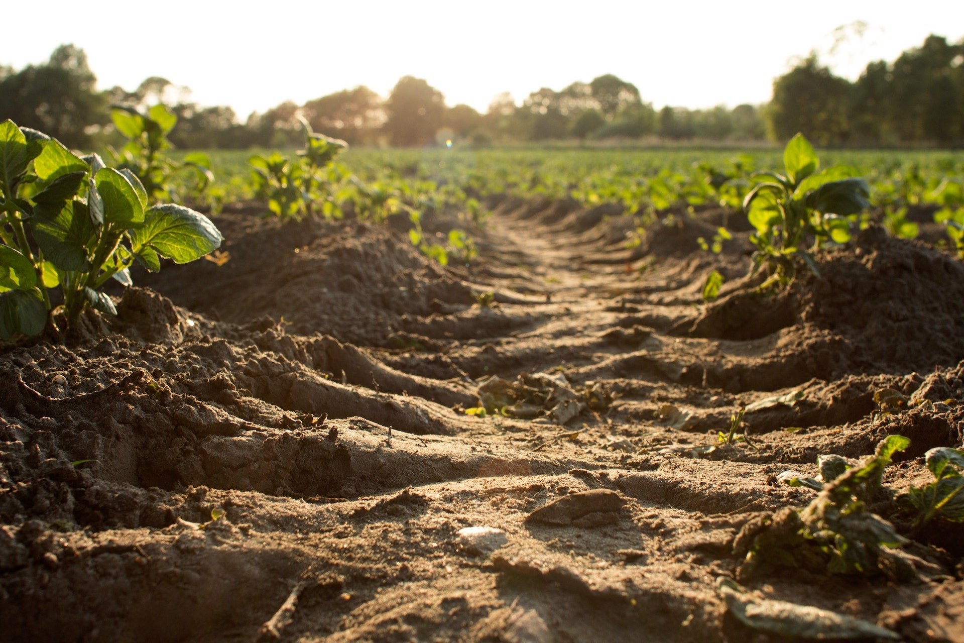 rows of exposed soil between a soybean crop ; what is soil why is soil important