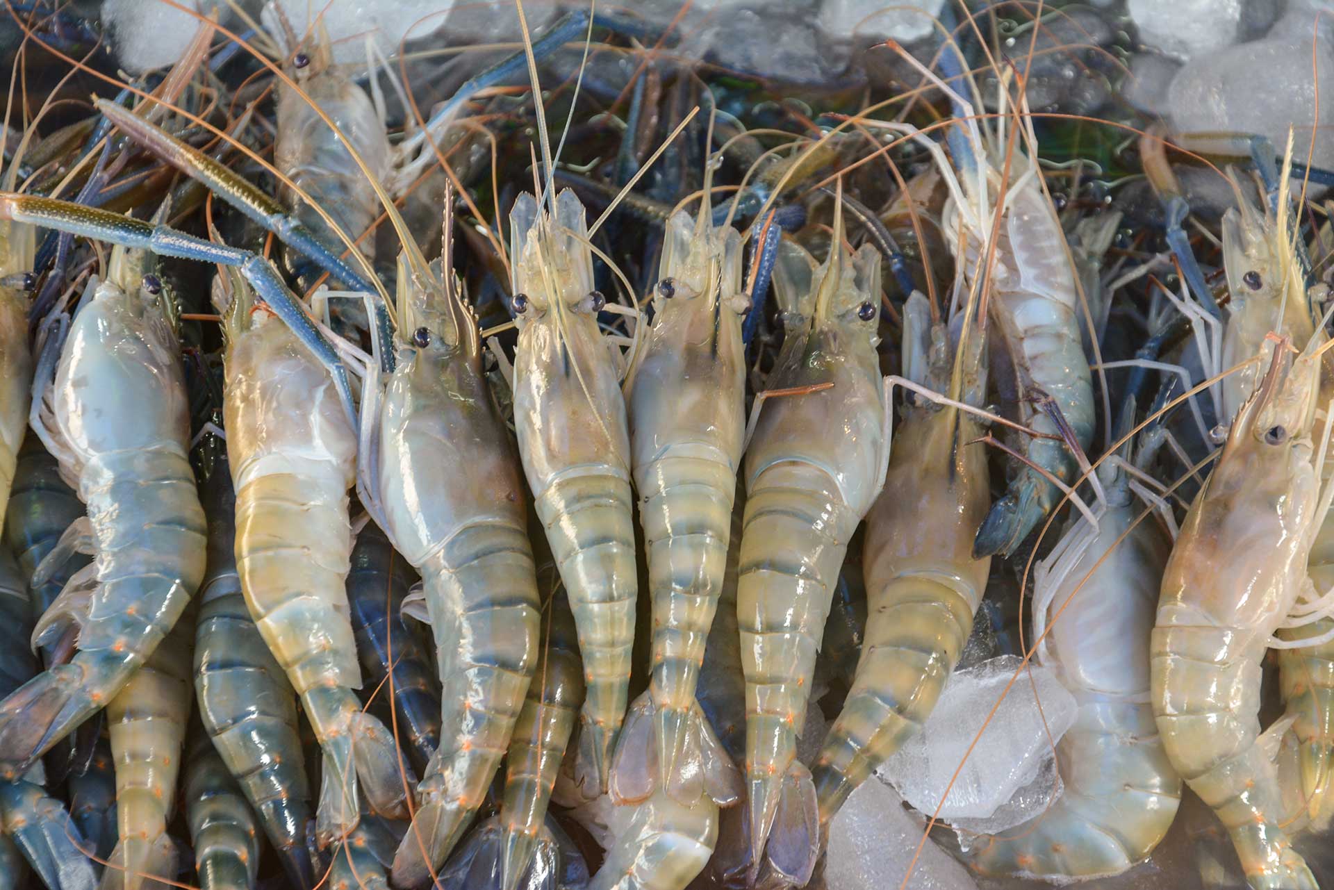 Shrimpers benefiting from large, white shrimp