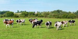 dairy cow meat from pastured cows