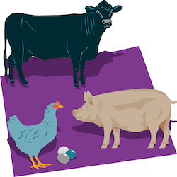 teaching foodprints and animal welfare