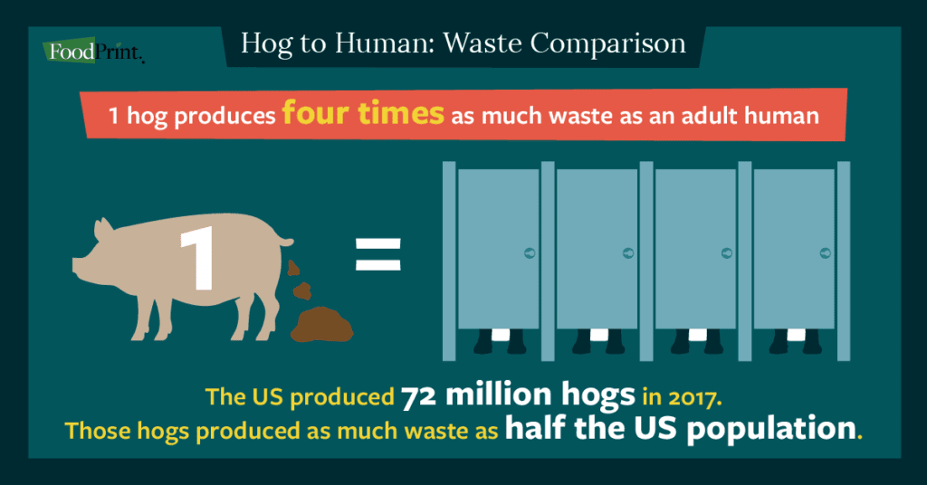 human to hog waste comparison