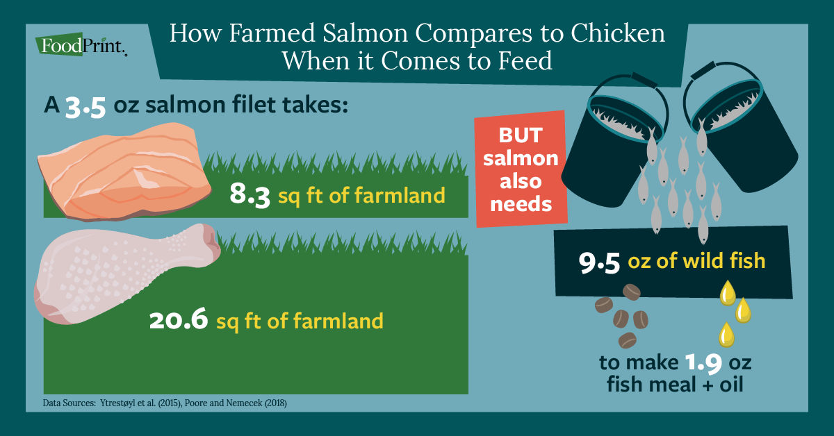 aquaculture salmon versus chicken