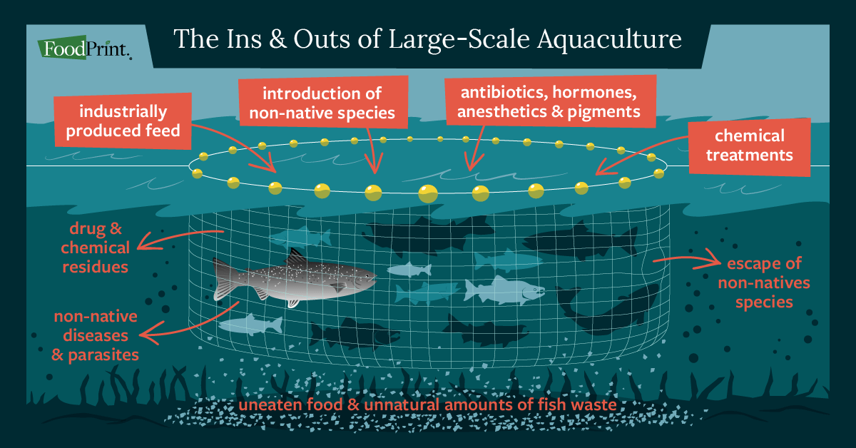 the ins and outs of large-scale aquaculture