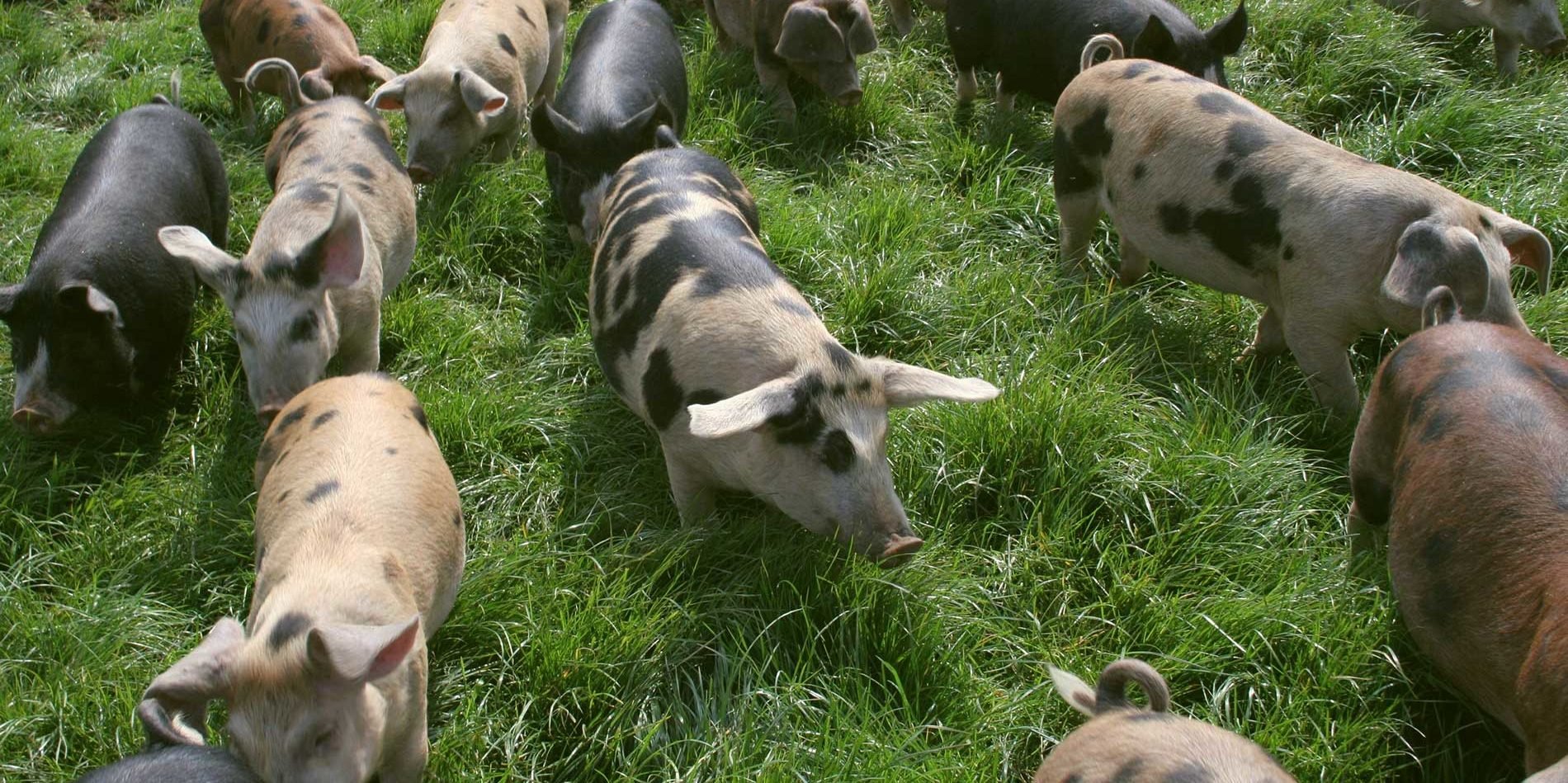 hog farm operations