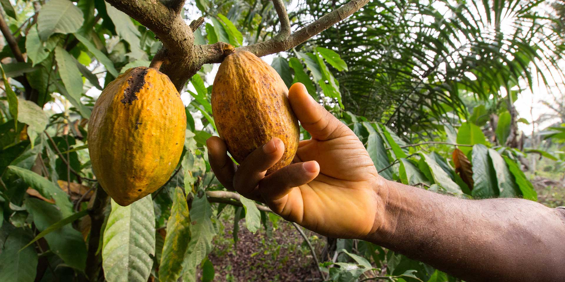 sustainable cocoa harvest