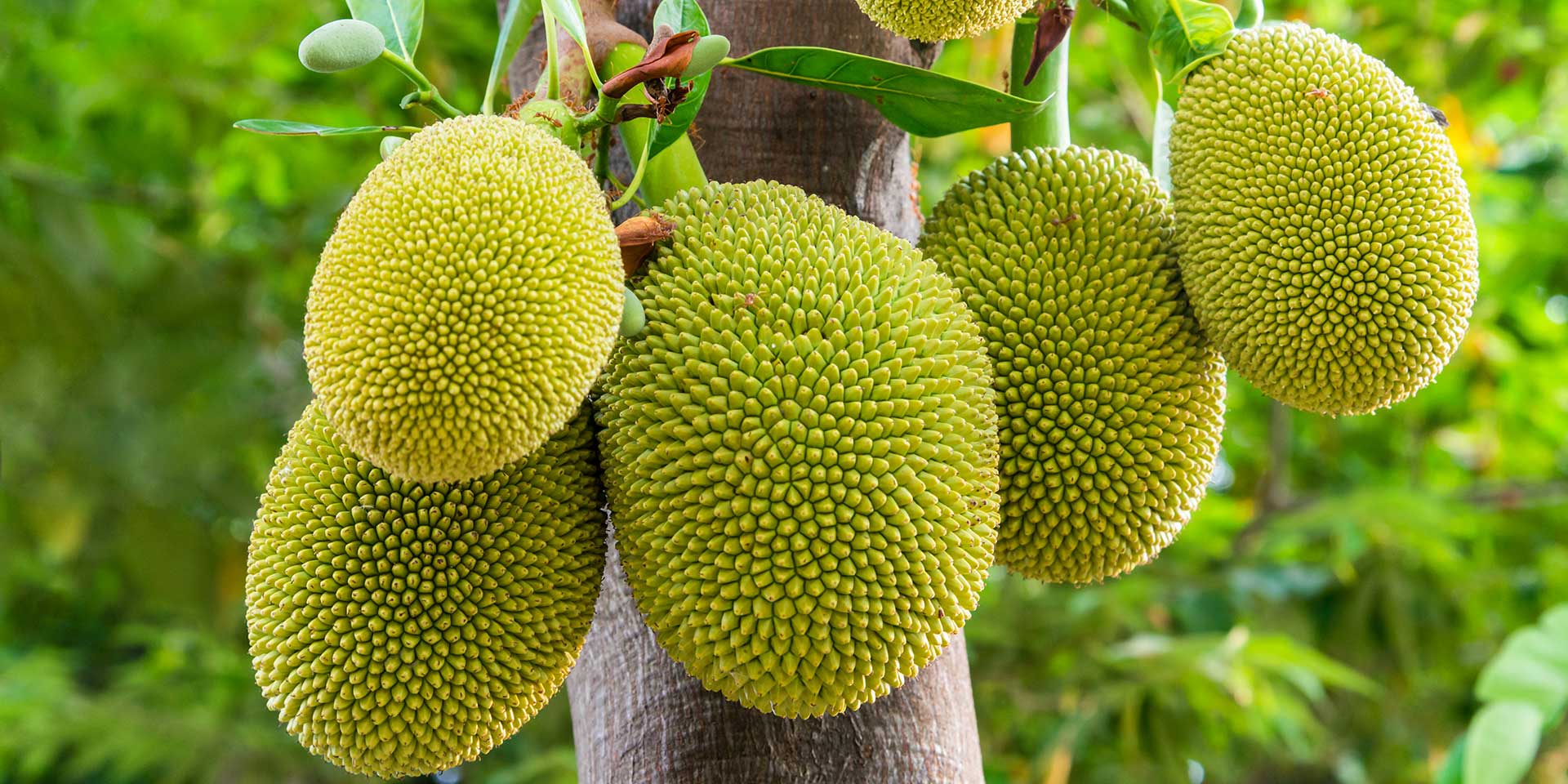 jackfruit-real-food-encyclopedia-foodprint