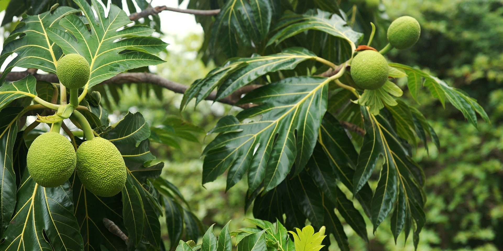 superfood-breadfruit