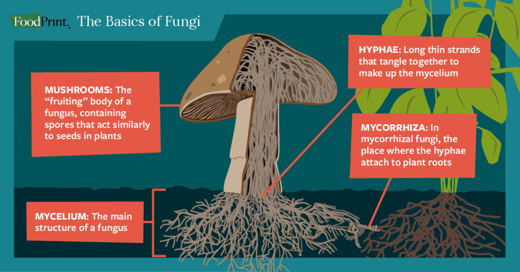 basic structure of fungi