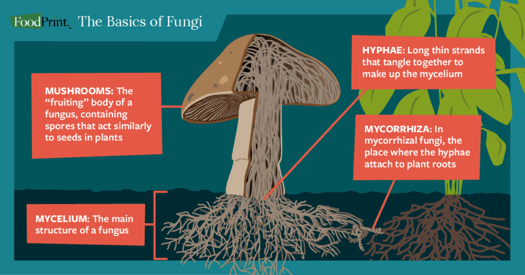 How Are Fungi Classified Into Groups Based On Shapes And Arrangements