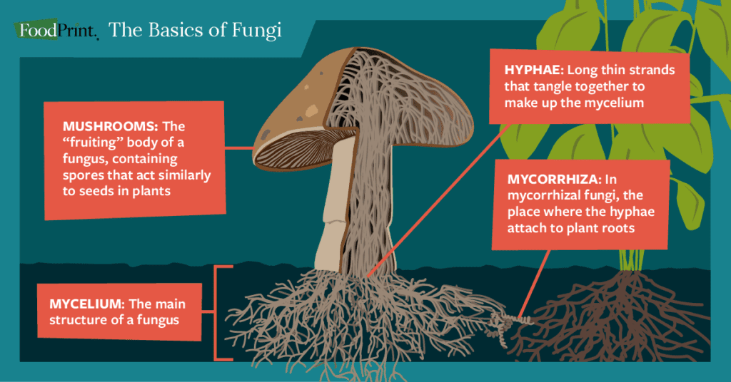 What Are Fungi And What Do They Have To Do With Everything FoodPrint