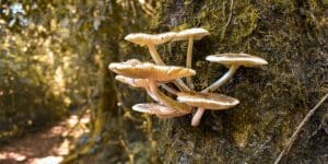fungi on a tree