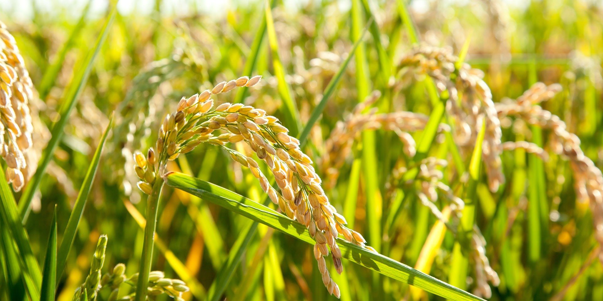 all about the environmental impacts of rice production - foodprint
