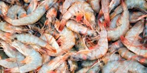 a bunch of shrimp