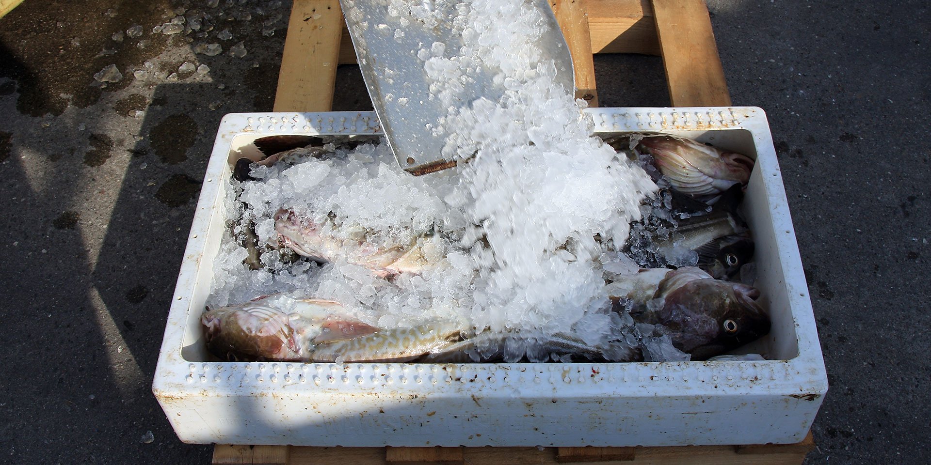 a fisherman pours ice onto a CSF package of fish