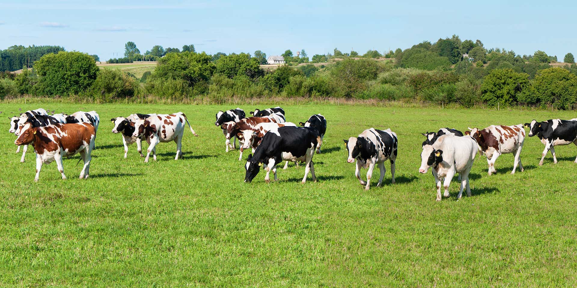 dairy cows on a field