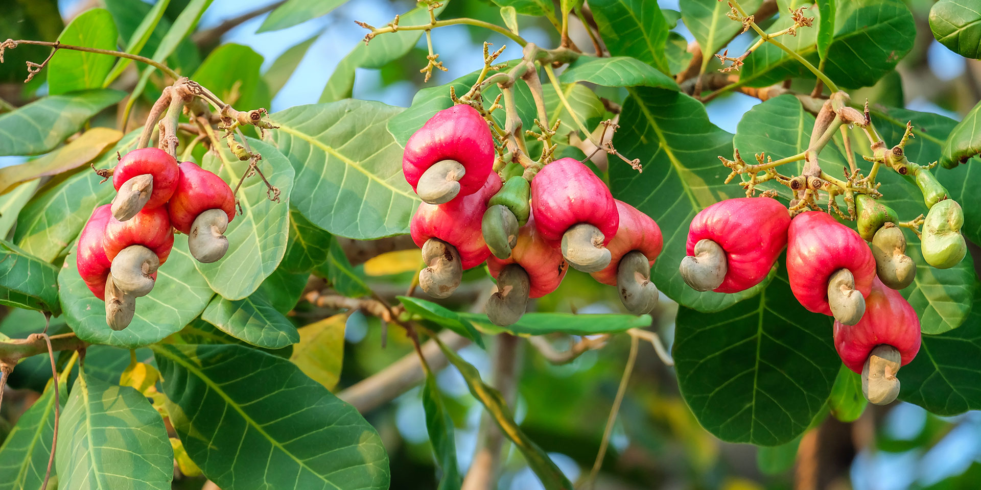 Real Food Encyclopedia - Cashews - FoodPrint, image size:1920x960