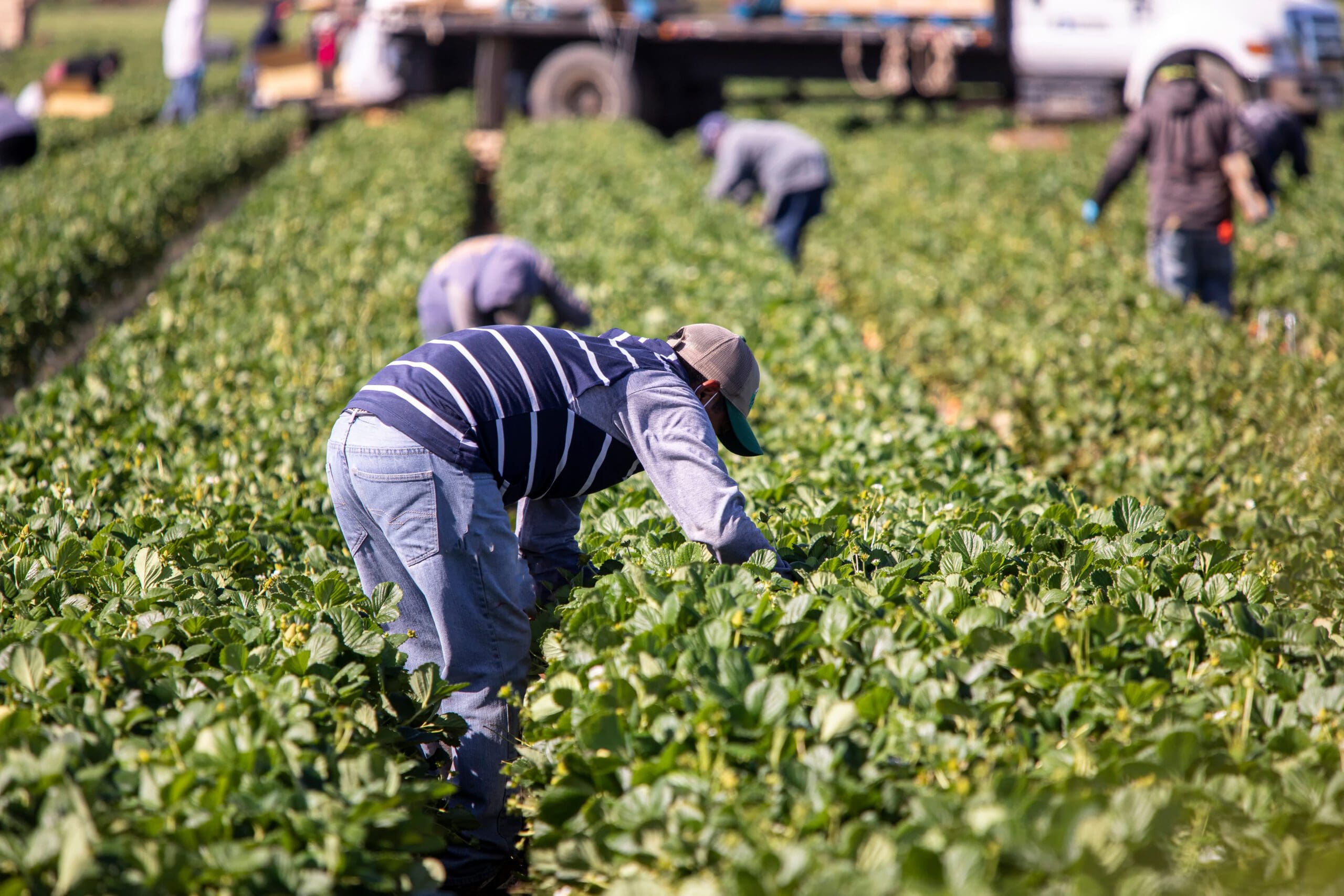 Farm workers in a field during harvest