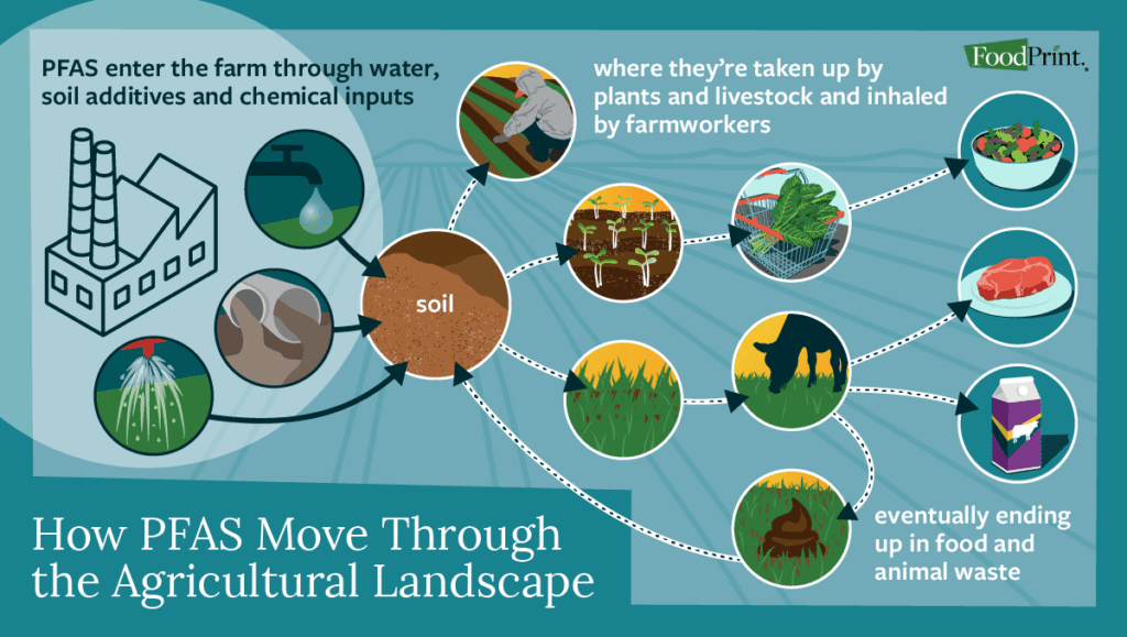 How PFAS move through Agricultural Landscape