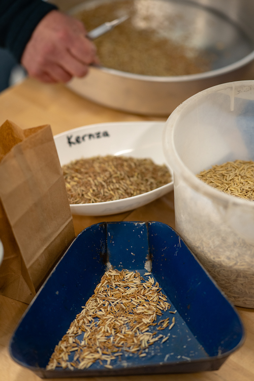 Seeds of Kernza perennial grain
