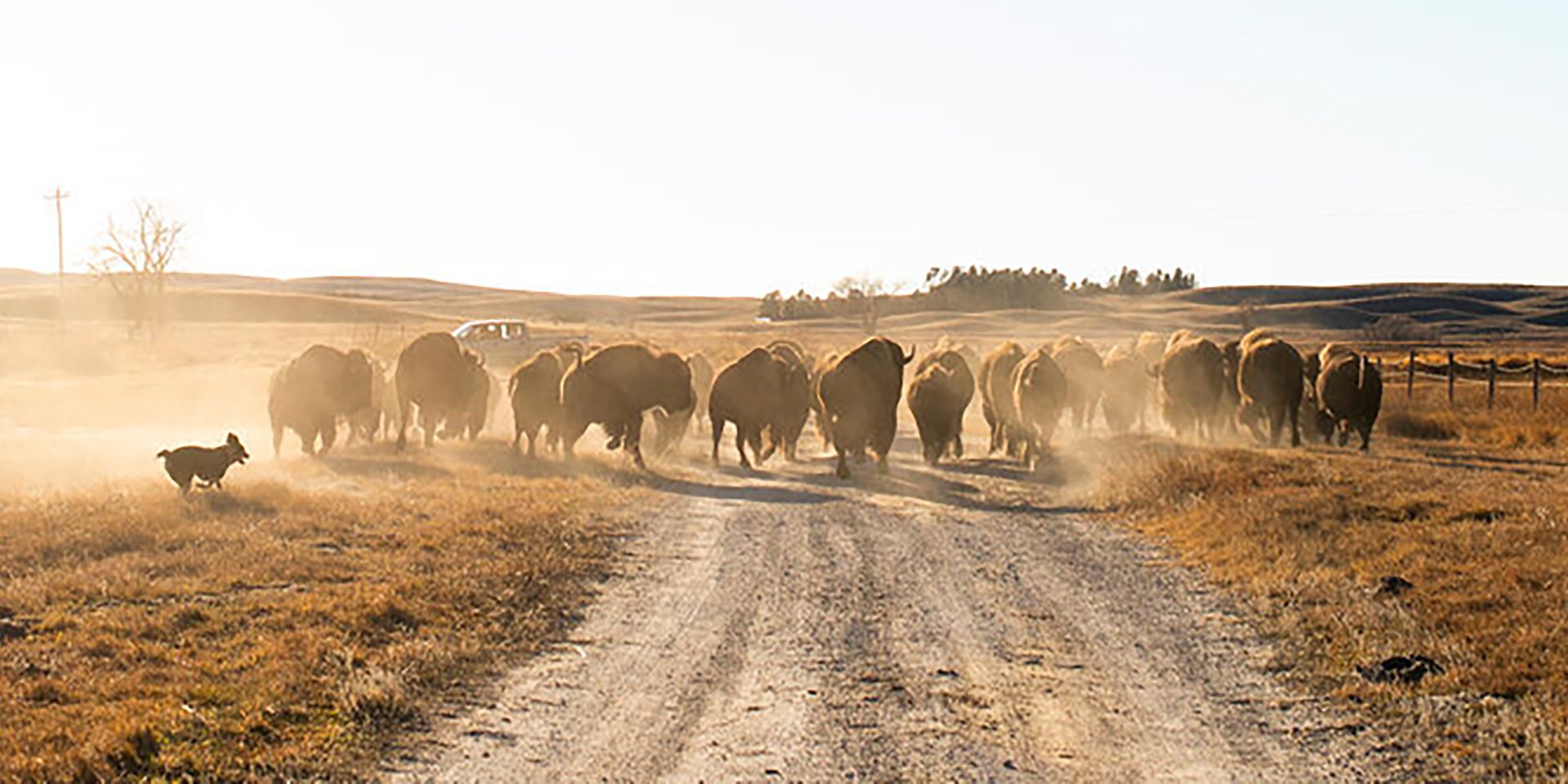 Bison on the Wolak̇ota Regenerative Buffalo Range.
