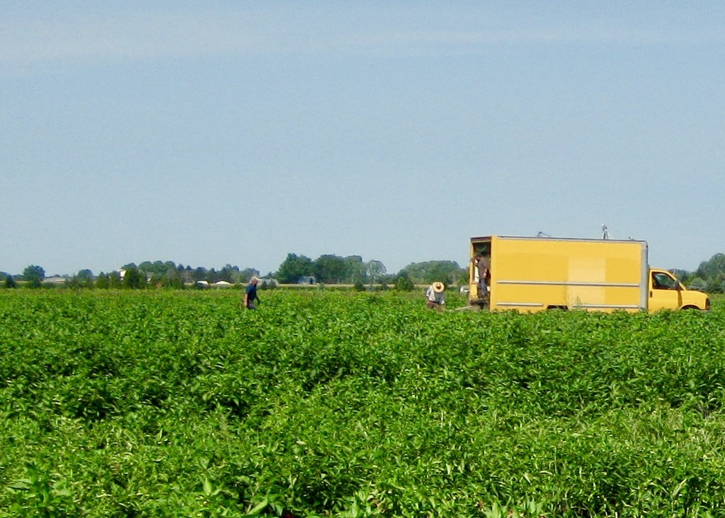 a yellow truck in a farm field