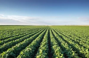 soybean rows in a field