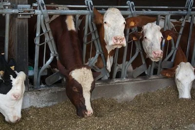 cows in feeding trough