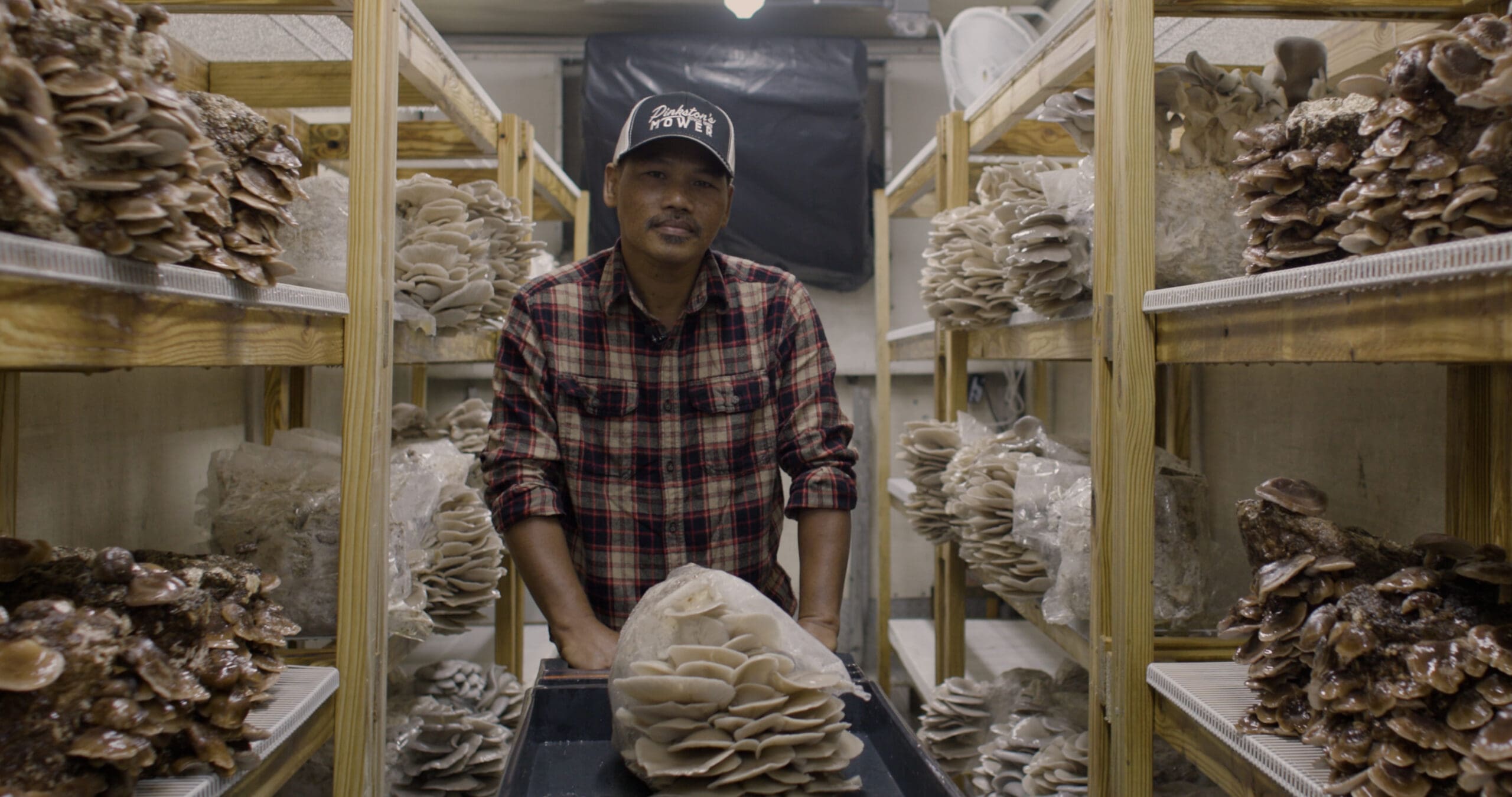 Tom Lim with the mushrooms he grows in his converted greenhouse