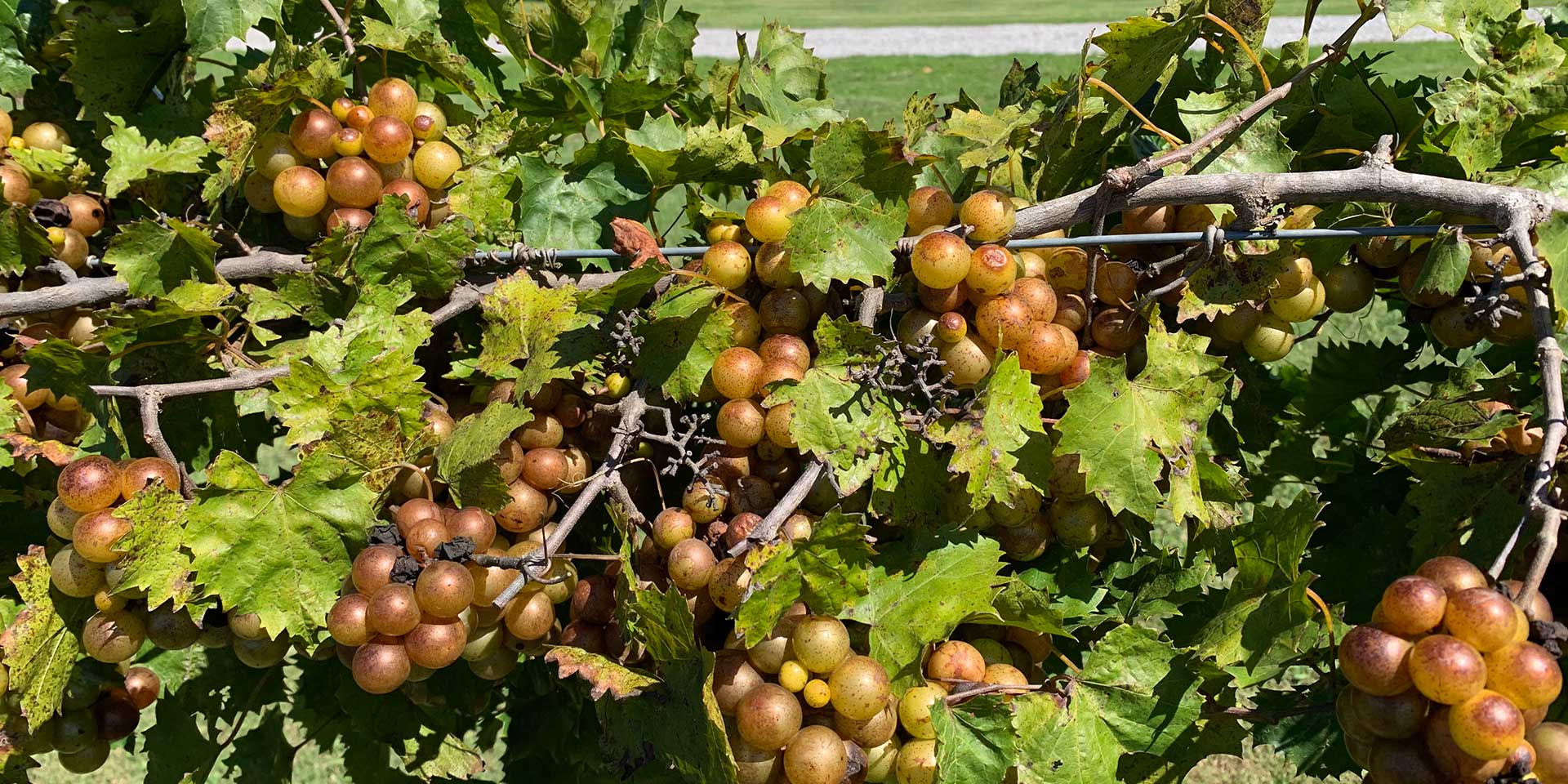 Native grapes growing guide