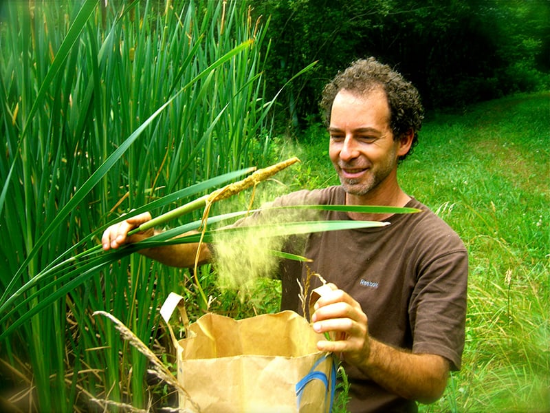 Alan Muskat foraging cattail pollen