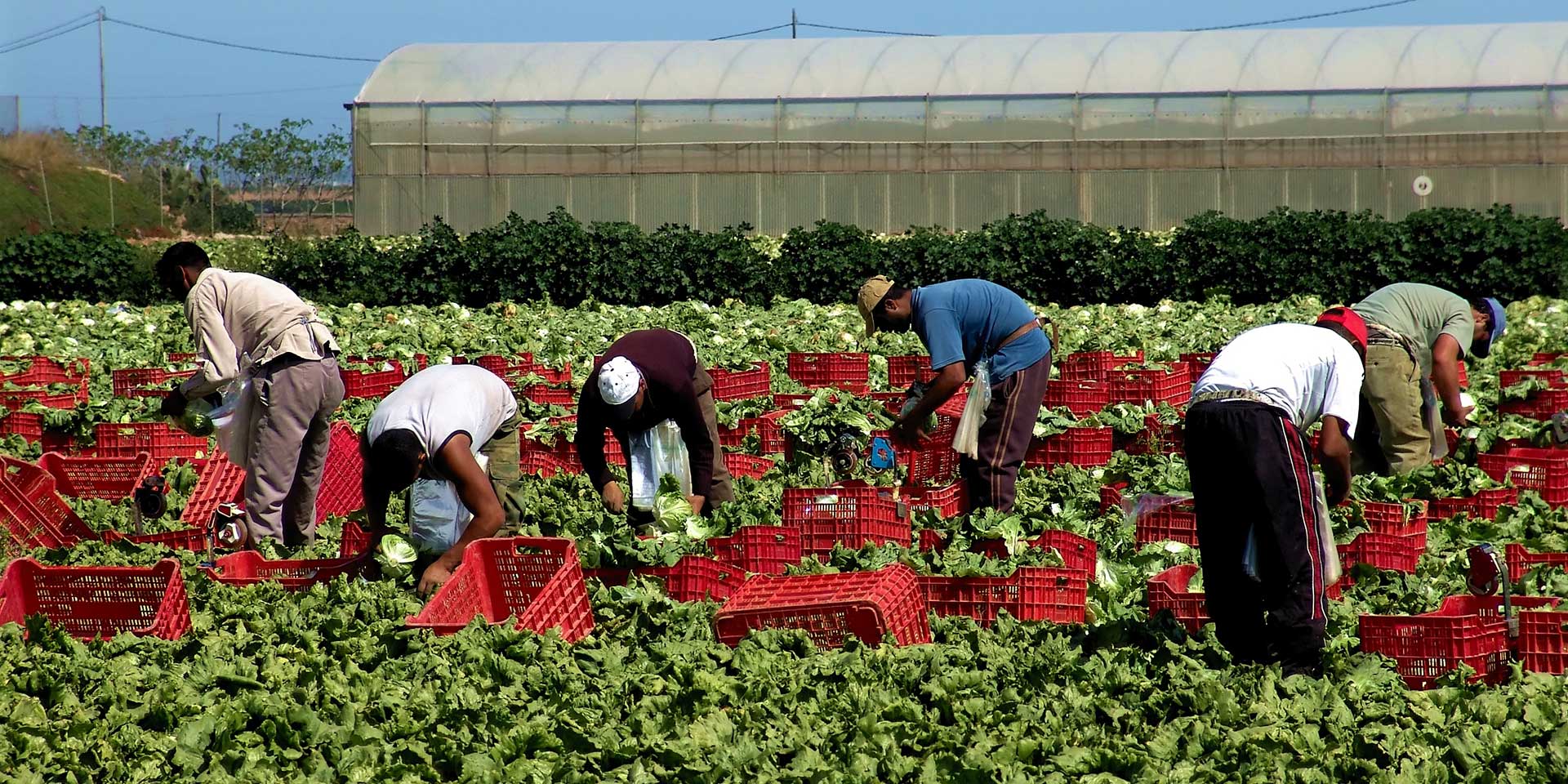 farmworkers in the field need protection from heat