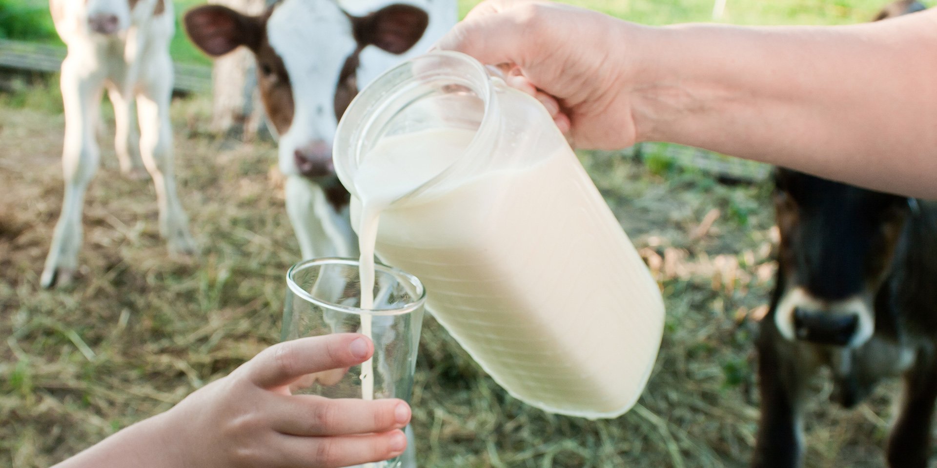 milk cows on a farm with fresh milk