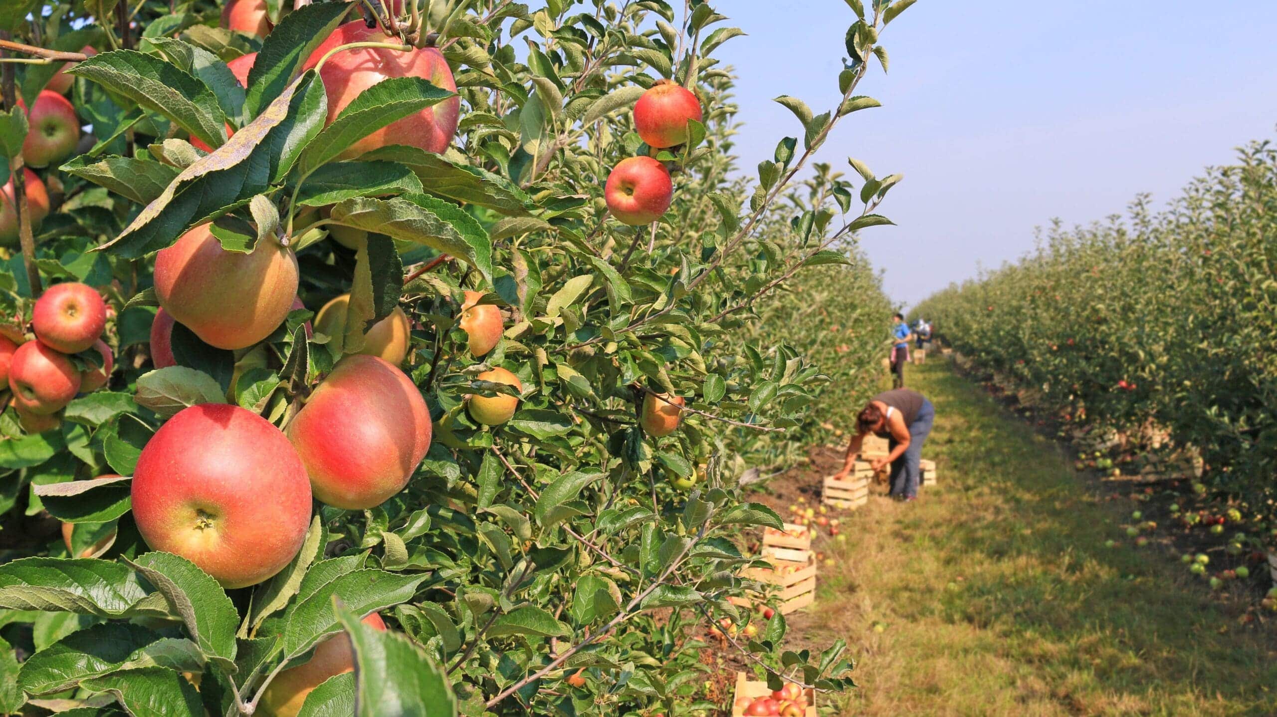 From Ludacrisp to Cosmic Crisp: How new apples are bred - FoodPrint