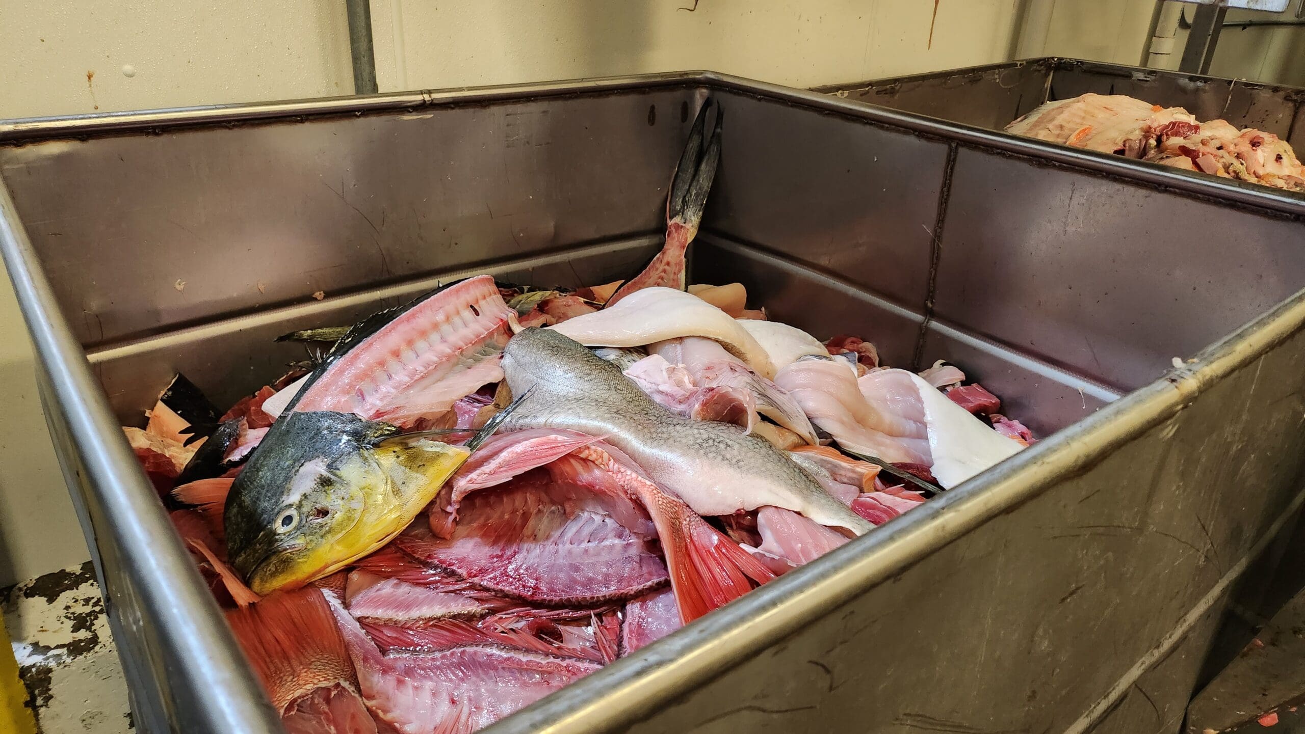 discarded fish that will be used as part of 100% Fish