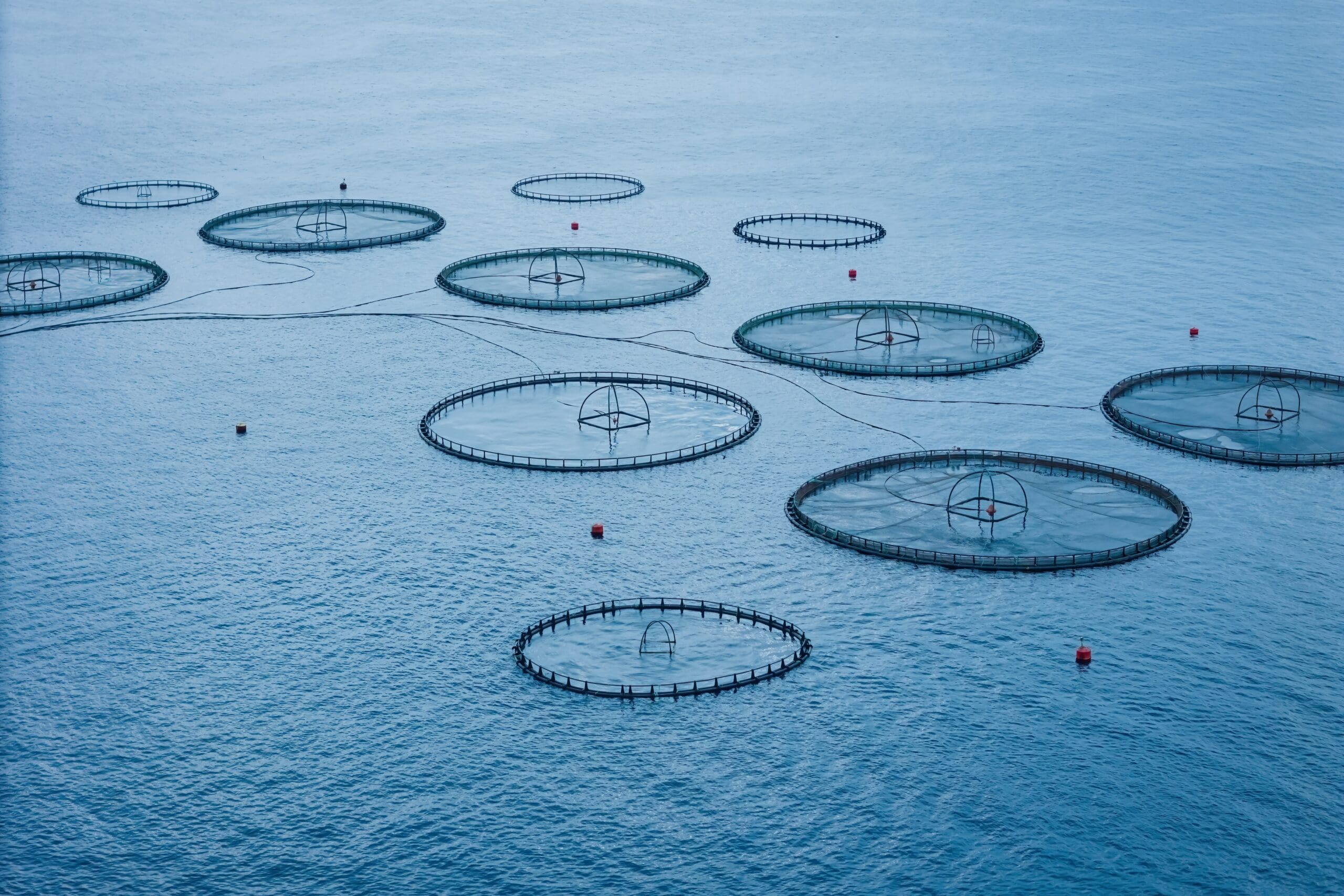 Farmain Shell The MARA Act would open our oceans to the harms of factory farming ...