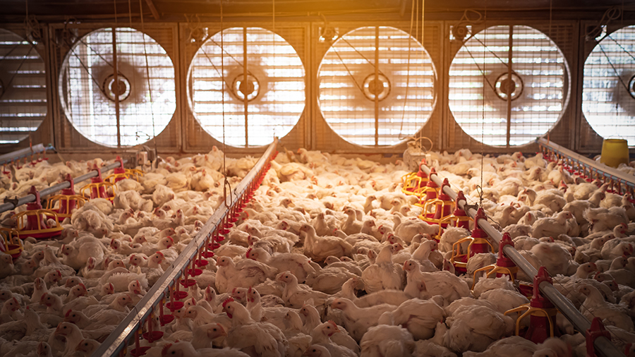 White chickens in smart farming business by auto feeding and air flow with yellow light