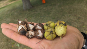 hickory nuts
