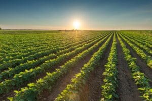 Rows of green soybeans against the setting sun. Soy bean fields in summer season at idyllic sunset.