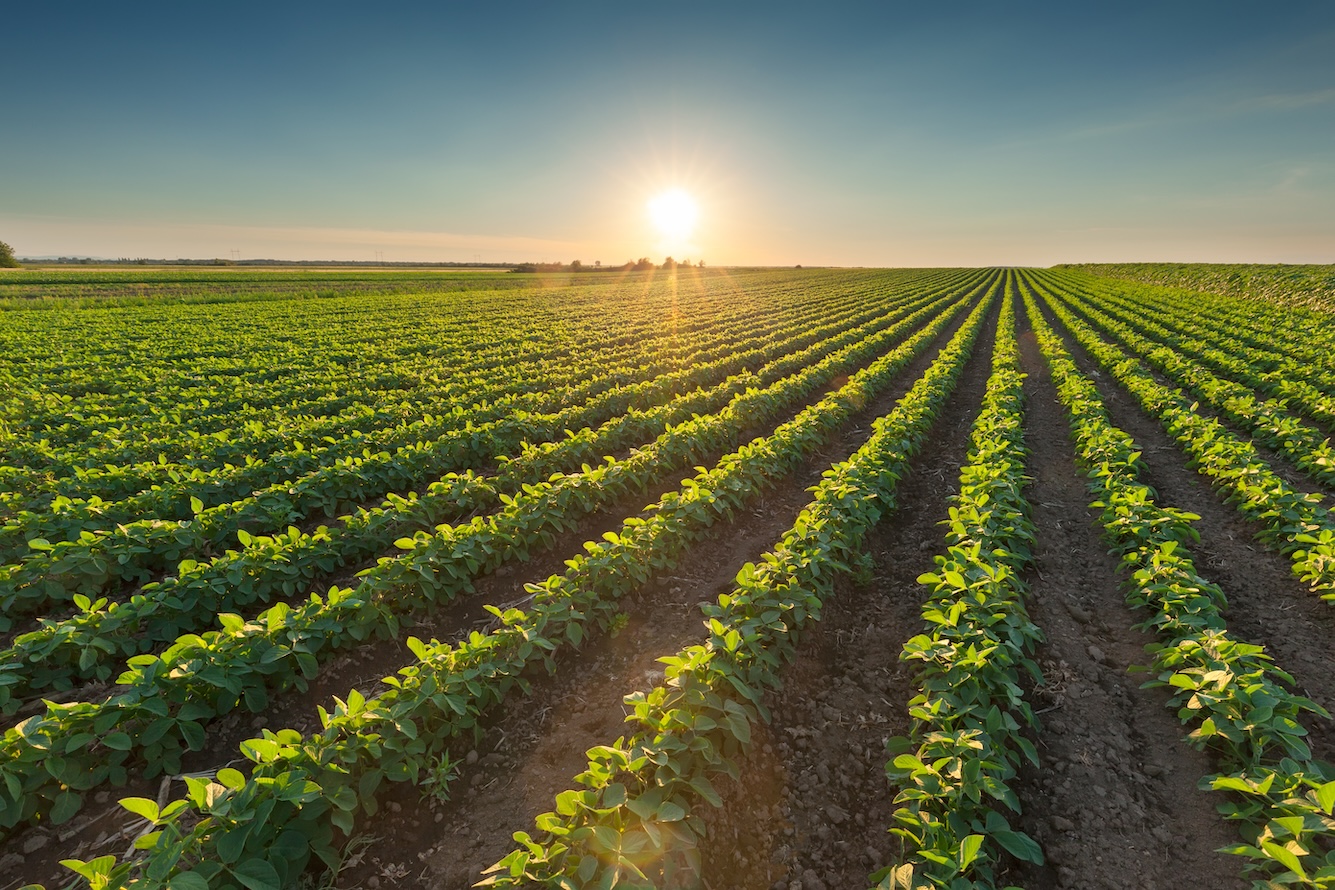 Rows of green soybeans against the setting sun. Soy bean fields in summer season at idyllic sunset.