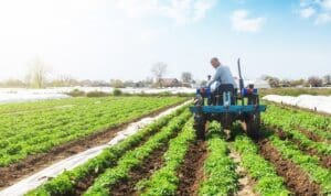 A farmer on a tractor loosens the soil and removes weeds on a potato plantation. Improving air access and water holding capacity. Crop care. Farming agricultural industry. Small farming SSUCv3H4sIAAAAAAAACnSRwW7DIAyG75P2DhHnRgpNljZ7gx027V7t4IDboFKogGyaqr77TAgTh+2Gf5vP/u3b40NVsRG8Euy5usWIYqX17IODoKwhudmsukMj0ZUKShWsU6BLcYQgJgMXJNHMWkf5viSZDxBmjz42WyUBAU/ESOIvIk10SHGVE0uSflCKvRHKIdsUGT+PMfOuwQRfgZFVcEjgXJJa/sN7MTK6jmb+YL4qL1ATGO1cANPjI1uHExrxvbgrXDvUCMn1IZWy81dAdyn3ALNUtljBpxWgY0FbkK5OCWVOxTcbpuUk+ZuwswkujsCyDaatvcKo4z2OxMSsT+A9lcusF40ErcJeij7GhsXASmWSzhZD3m7bvuP7/dAPe77b9ru1IJ16UsRZxskgisVZydK6ihOwlg897zpZS3E81l3fdDU8NbwW41a0u7HreCNo8fcfAAAA//8DAEjQh+e0AgAA